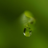 先端の一雫