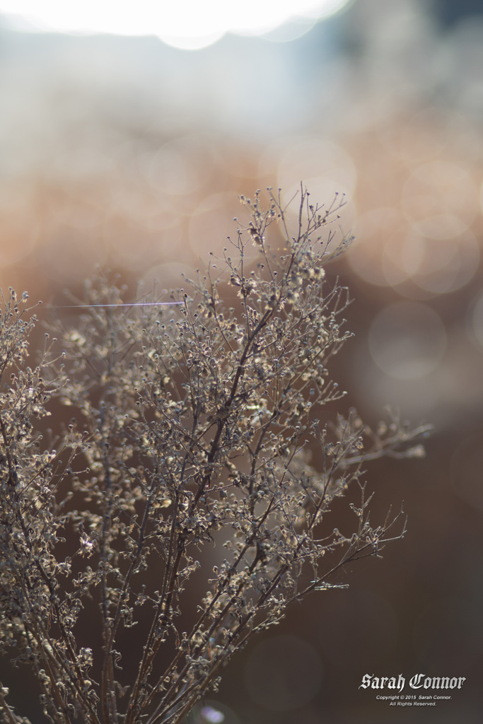 光の花束を君に