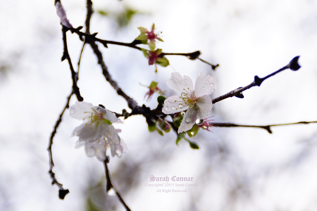 SAKURA