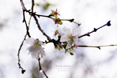 SAKURA