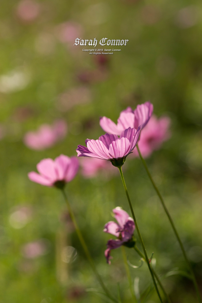 夏の日の秋桜