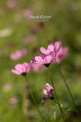 夏の日の秋桜