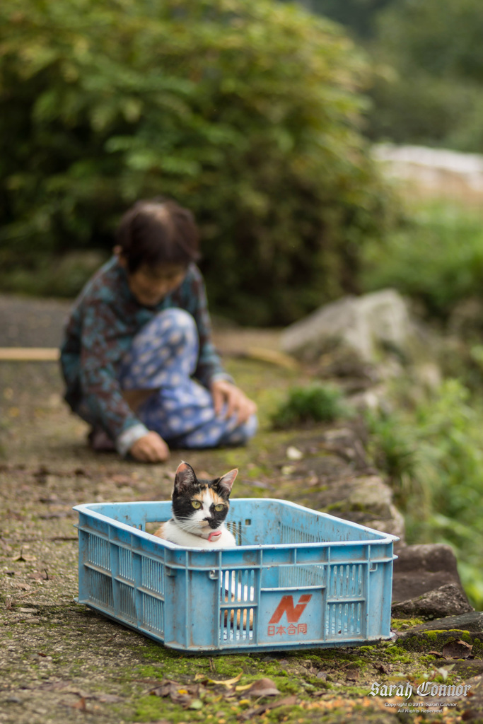 よこどり