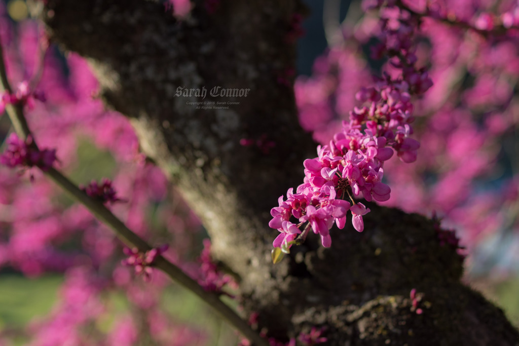 花蘇芳