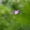 山口百恵-3