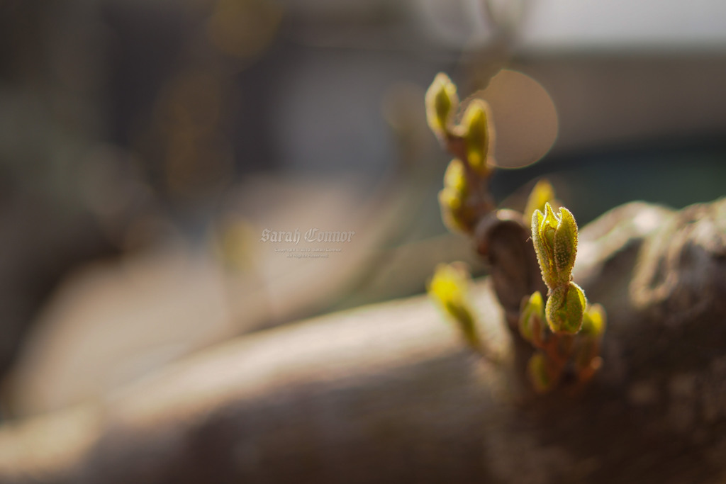 エゴの芽吹き