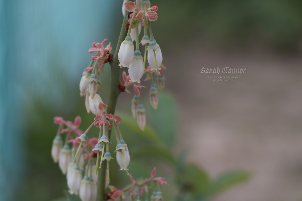 この花の色味が好き