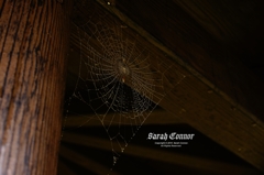 秋 雨 蜘蛛の巣-2 