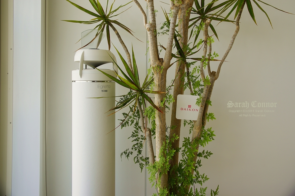 カフェDAIKONスピーカーと観葉植物
