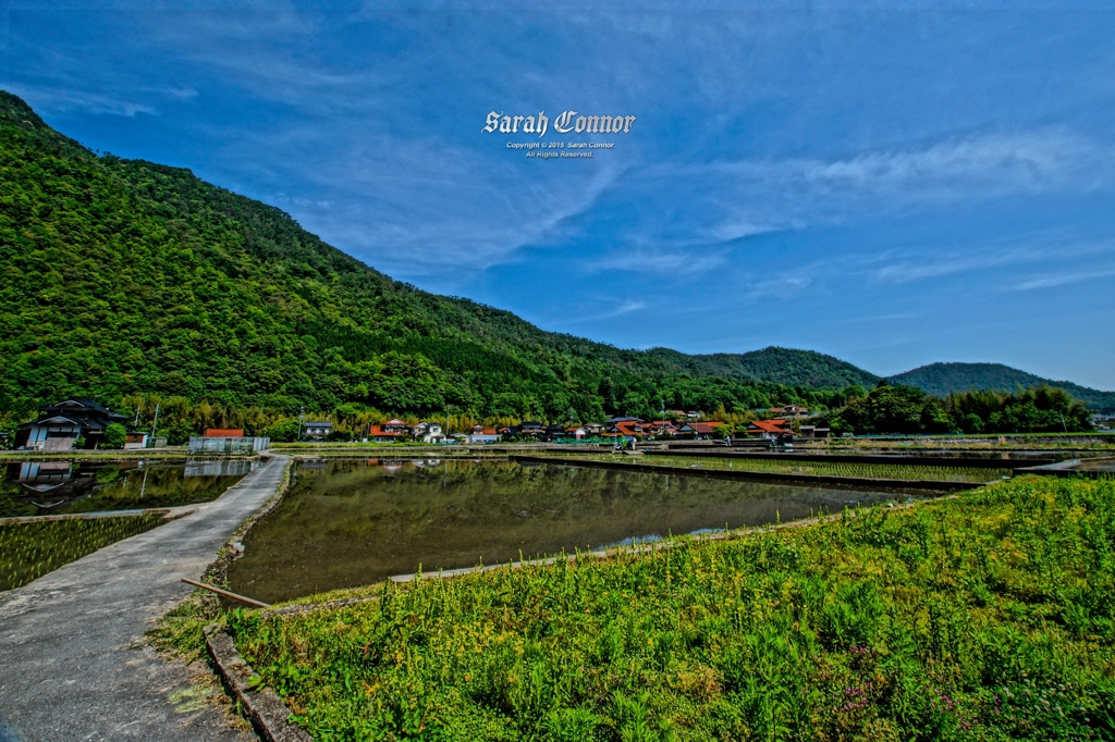 田植え