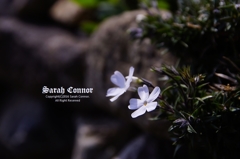 芝桜
