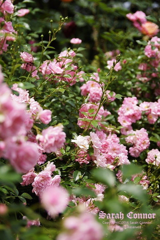 ピンクの妖精たち