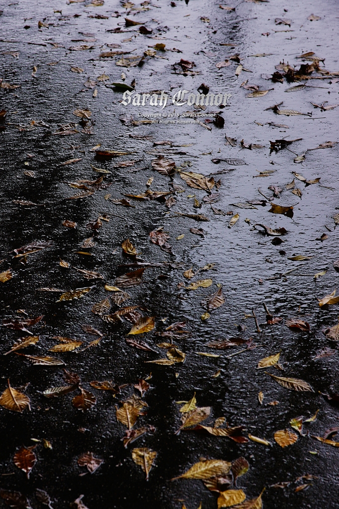 アスファルトに秋雨