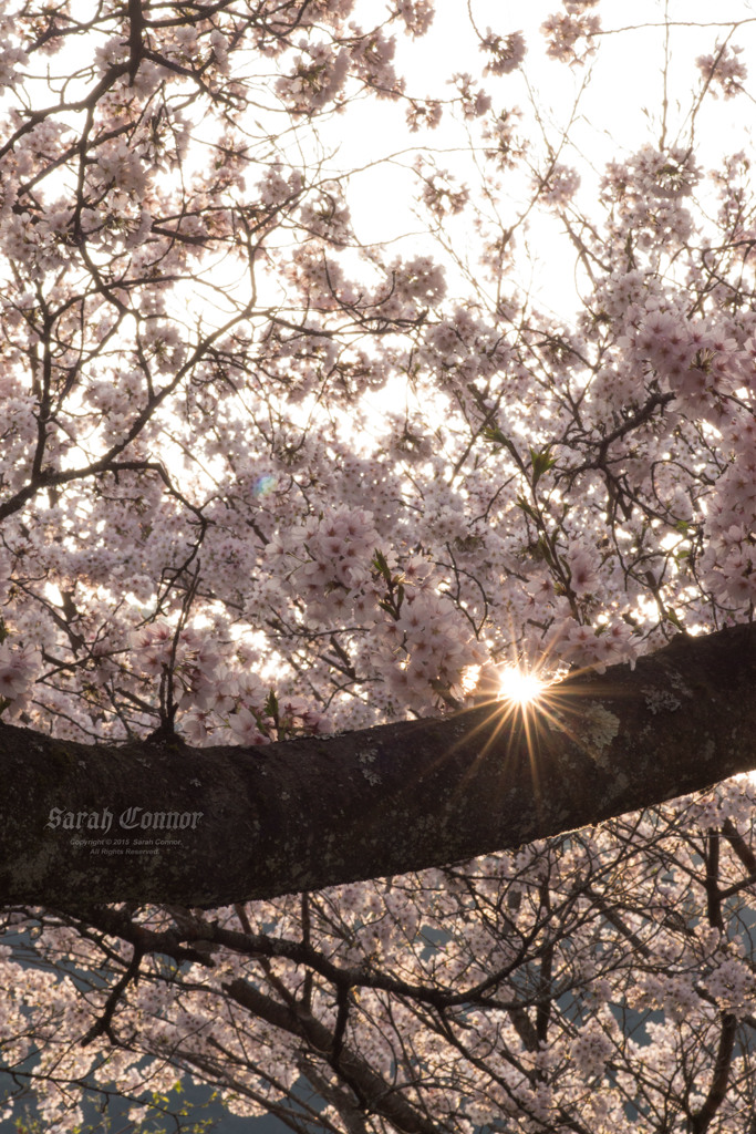 桜色の光線