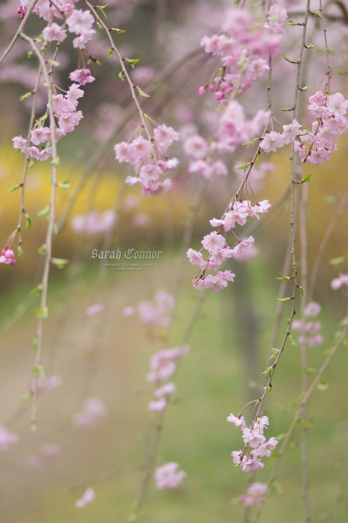 流れ落ちるように　桜