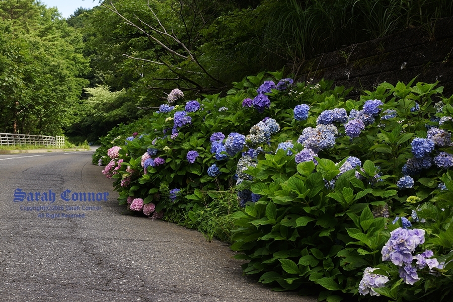 紫陽花ロード北上