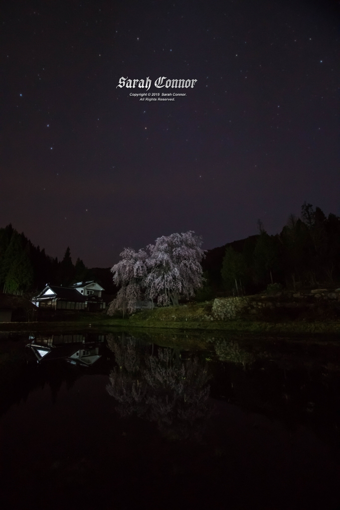 夜顔を映して