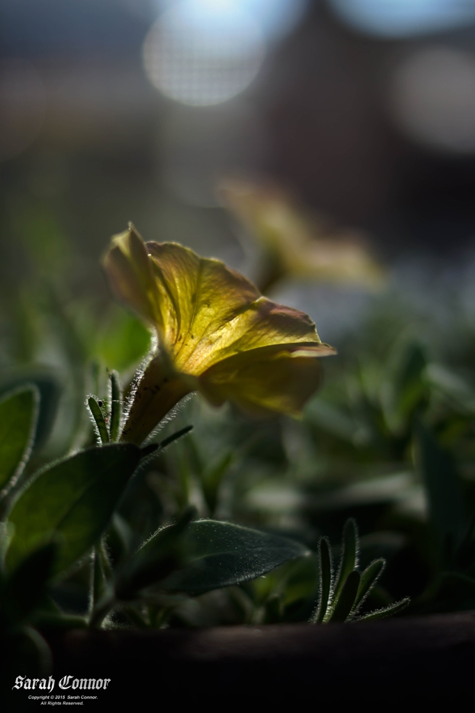 庭の花-2