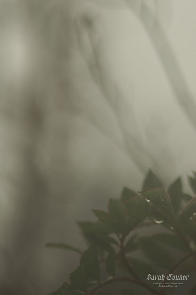 霧雨の庭