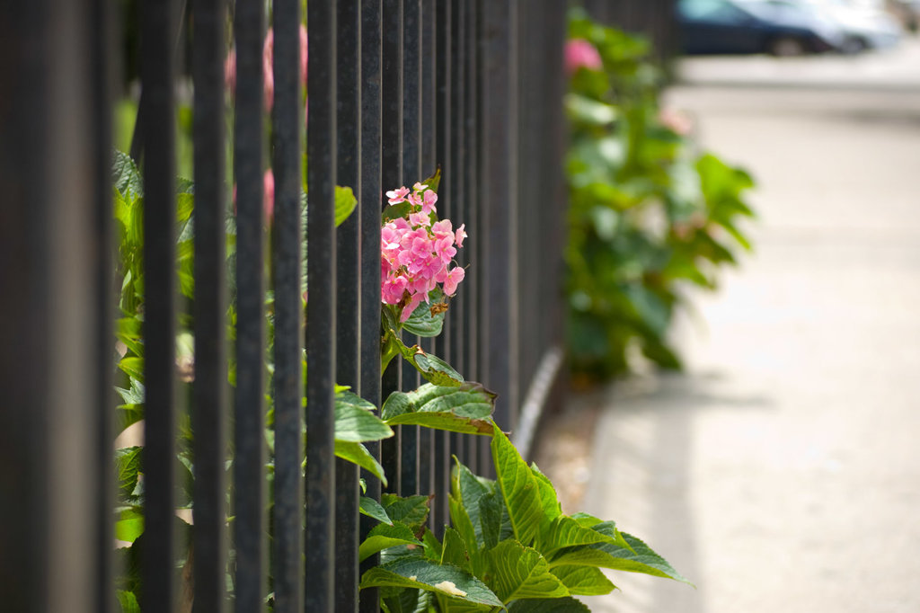 路辺の花