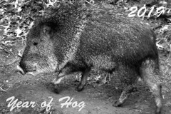 Year of Hog 2019