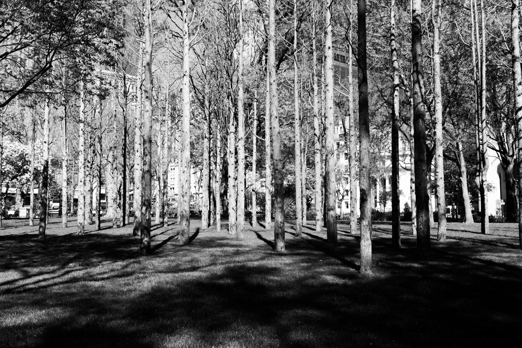 幽霊木の森