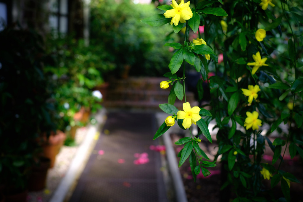 Seeing Gardens 12