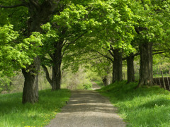 Nature Trail