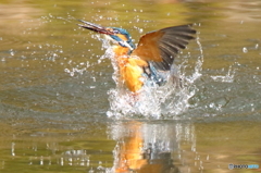 カワセミ