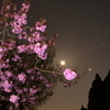 星空と八重桜