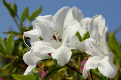 TUTUJI(2)