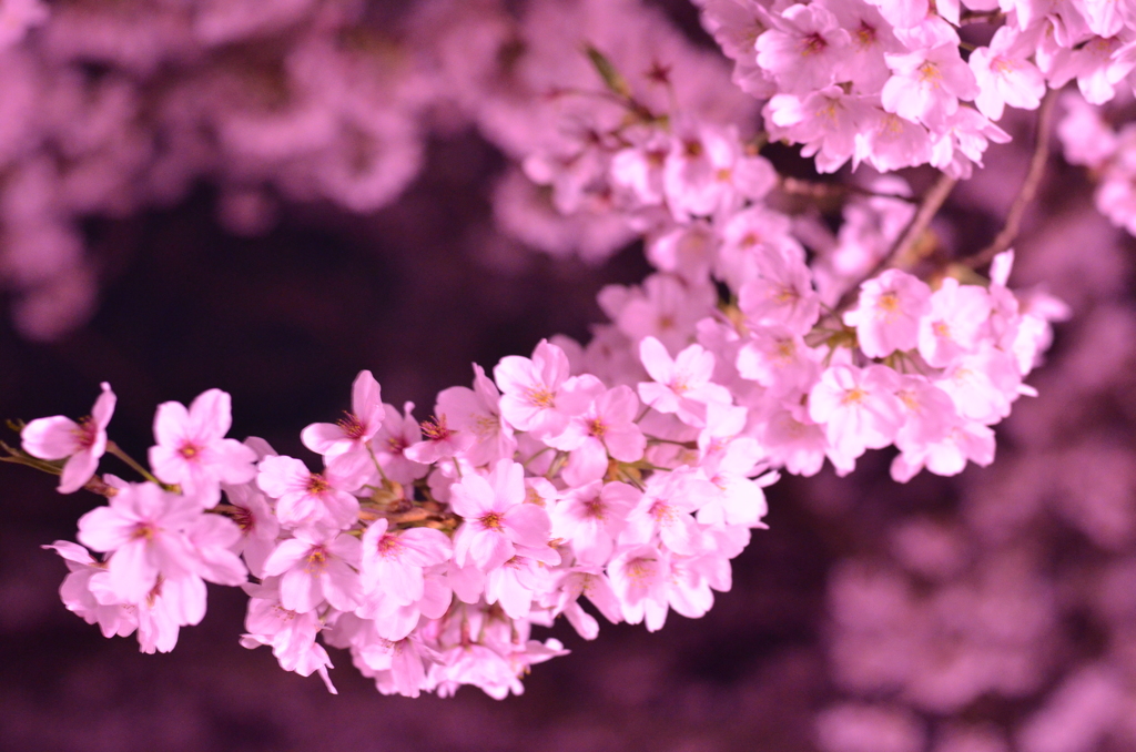 夜桜