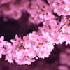 夜桜