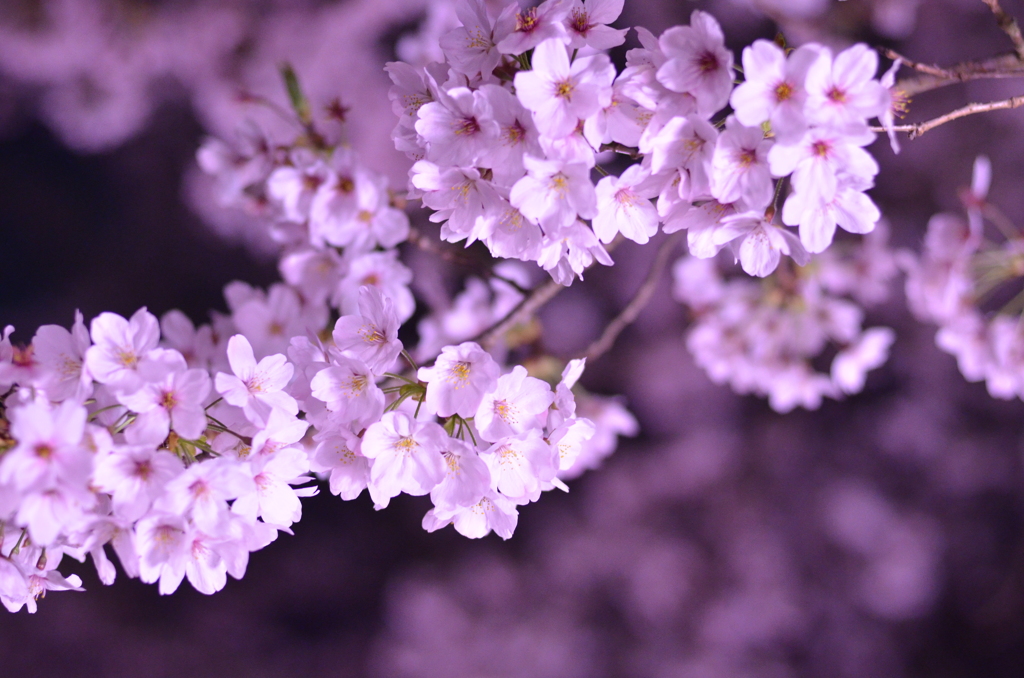 夜桜