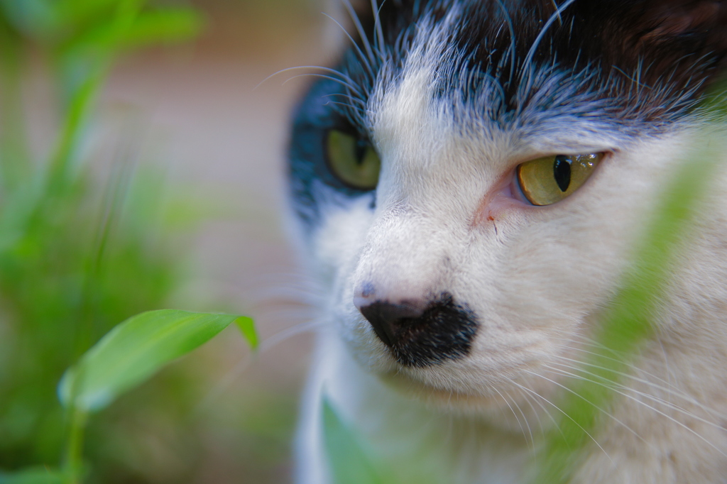 野良猫