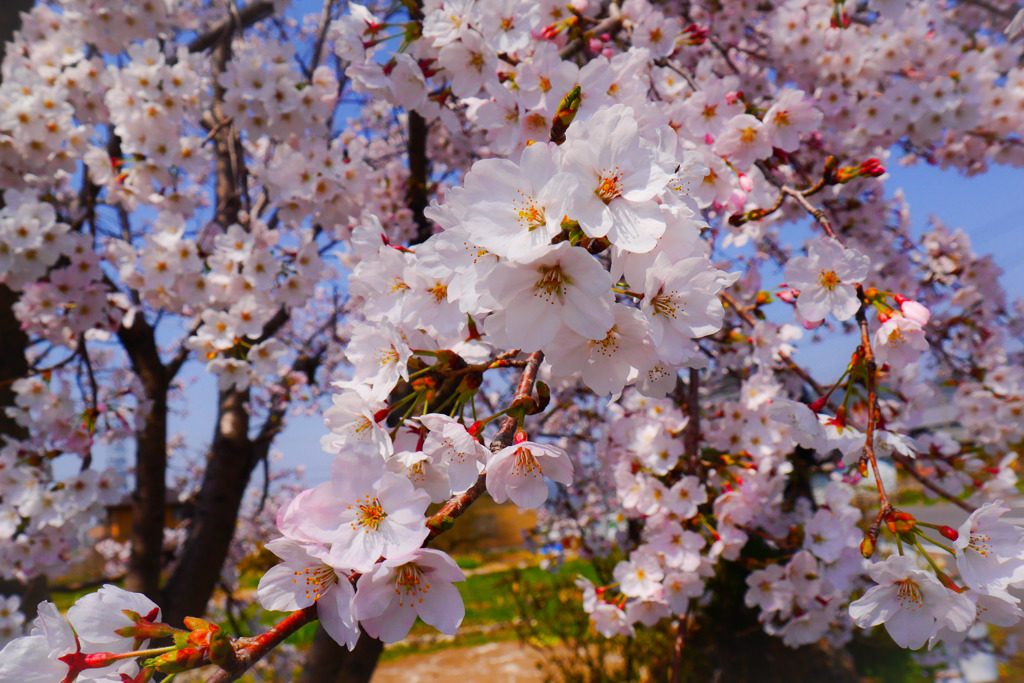 Sakura