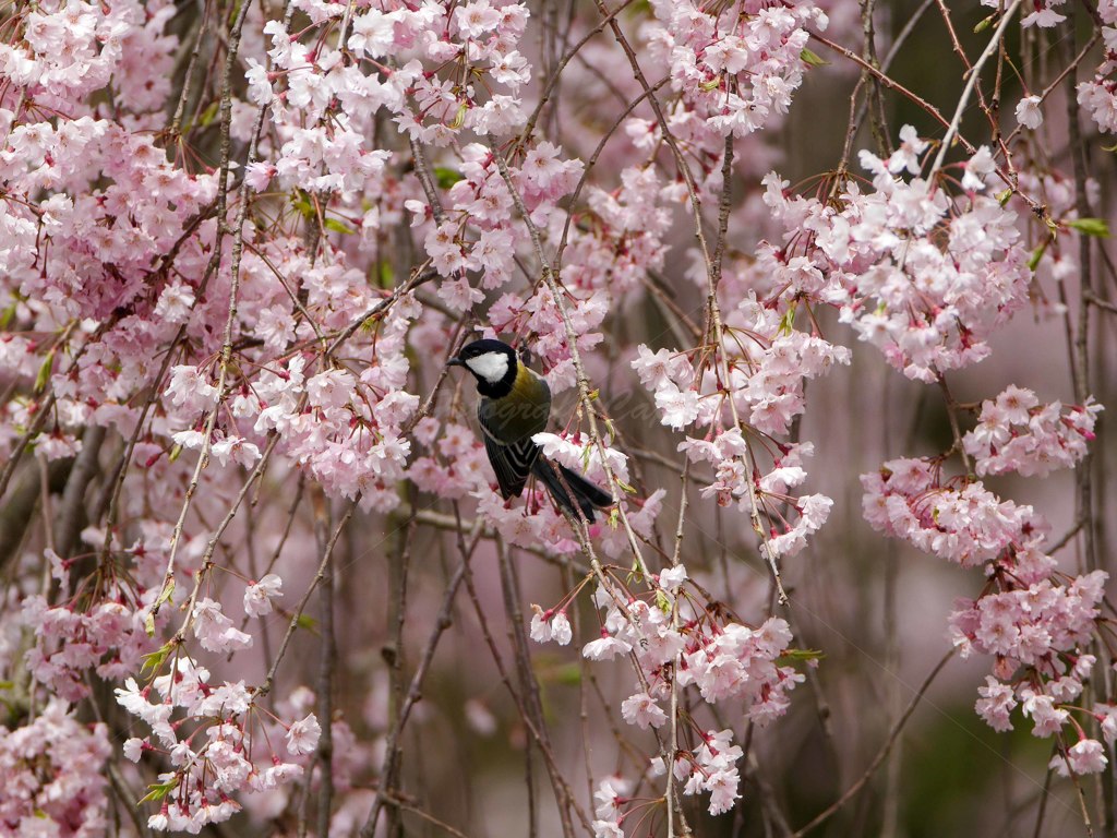 サクラシジュウカラ