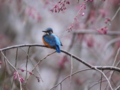 桜カワセミ
