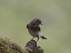 オオルリ♀