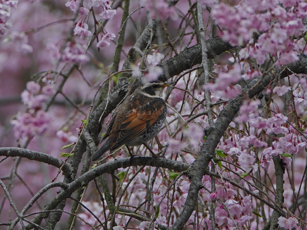まだ枝垂れ桜が