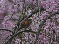 まだ枝垂れ桜が