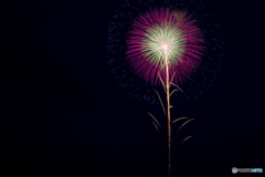 一輪の花