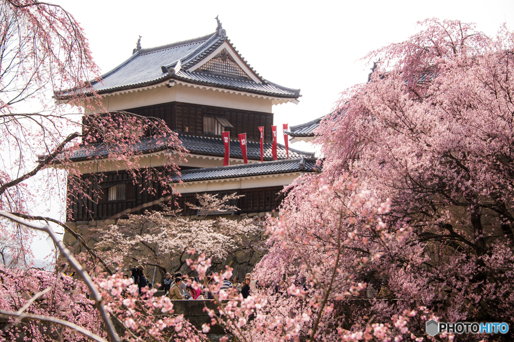 千本桜まつり