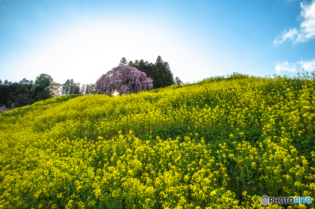 合戦場のしだれ桜