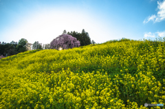 合戦場のしだれ桜