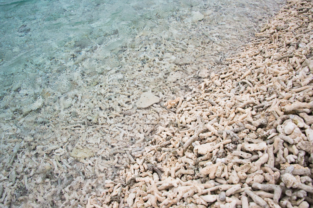 珊瑚の浜辺