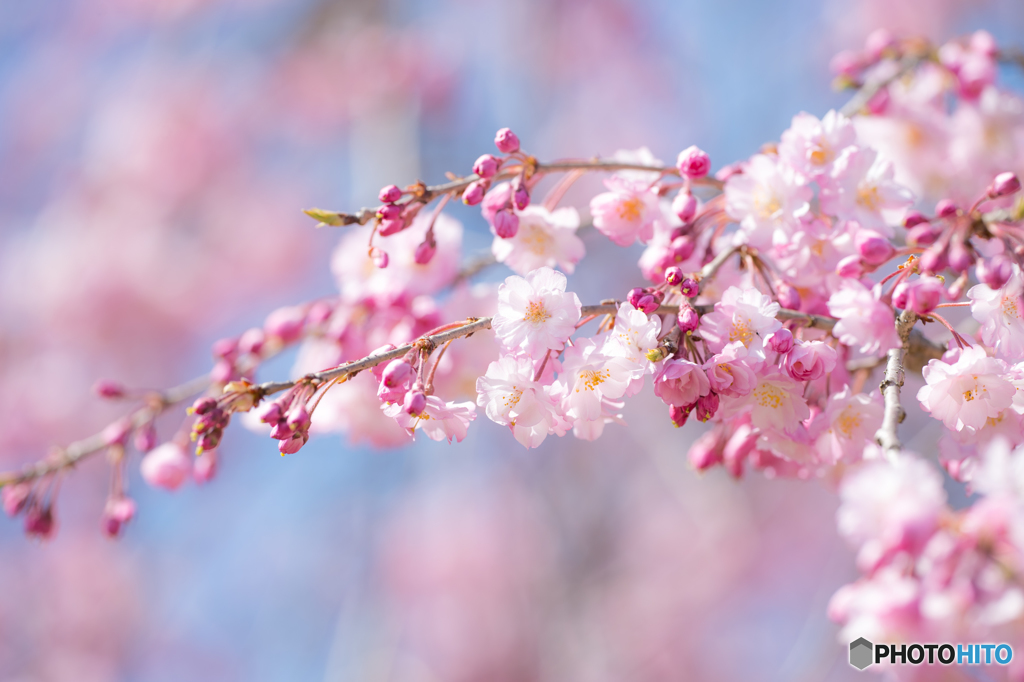 枝垂れ桜