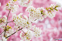 桜の色々