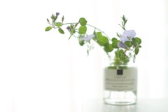 グランドカバー