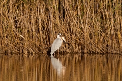 のみこめなーい